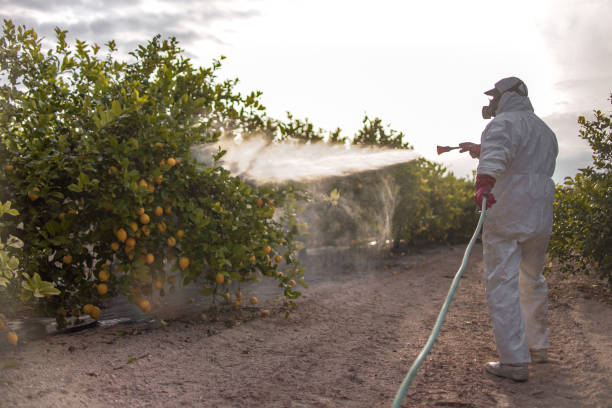 Best Affordable Pest Control Services  in Ridgeway, VA